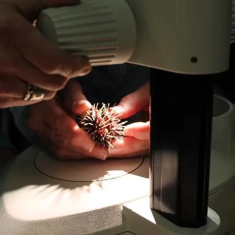 thumbnail for publication: Diagnostic Methods for the Comprehensive Health Assessment of the Long-Spined Sea Urchin, Diadema antillarum